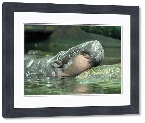 Pygmy Hippopotamus - in water - West Africa