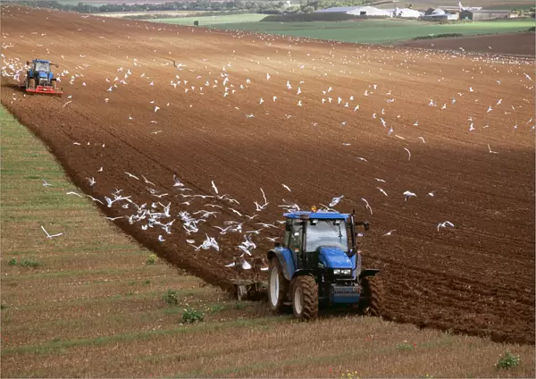 Farming MAW 5 Gulls following plough. South Downs, Essex UK © Maurice Walker  /  ARDEA LONDON