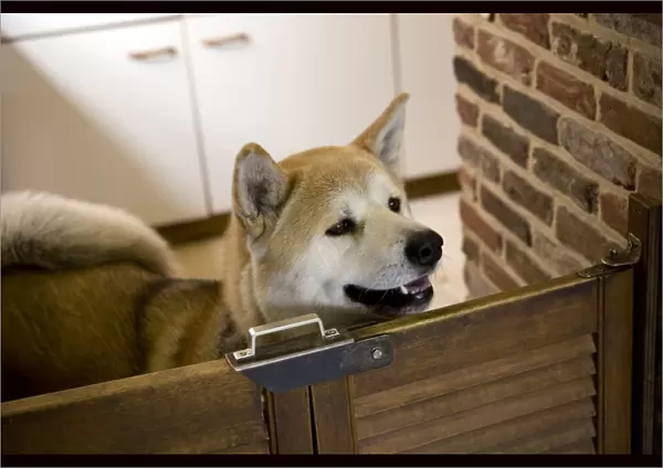 Dog - Akita Inu in kitchen