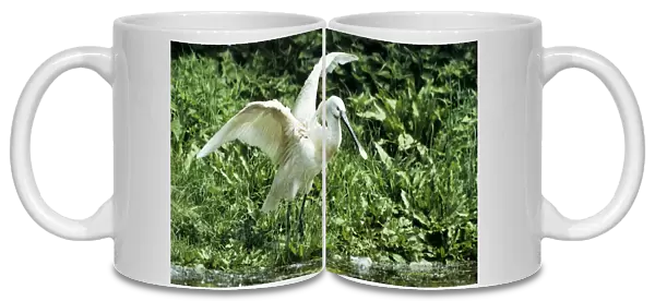 Eurasian Spoonbill - standing with open wings - France - Marquenterre