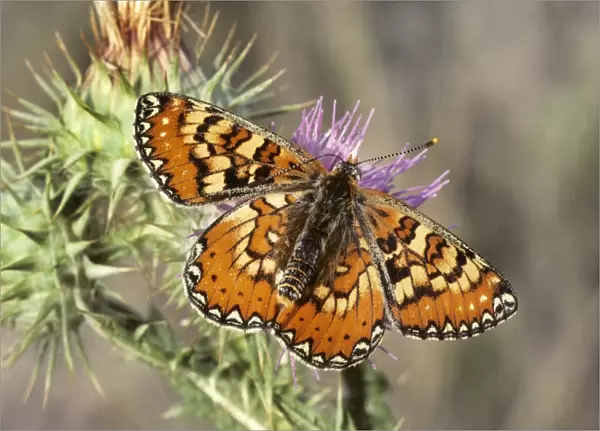 Marsh Fritillary Butterfly - Spain