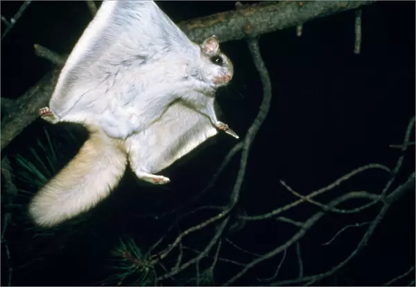 Northern Flying Squirrel - flying