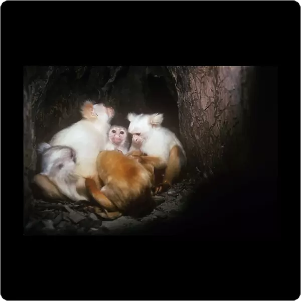 Golden-white Tassel-ear Marmoset - family group in tree nest at night. Amazonas, Brazil