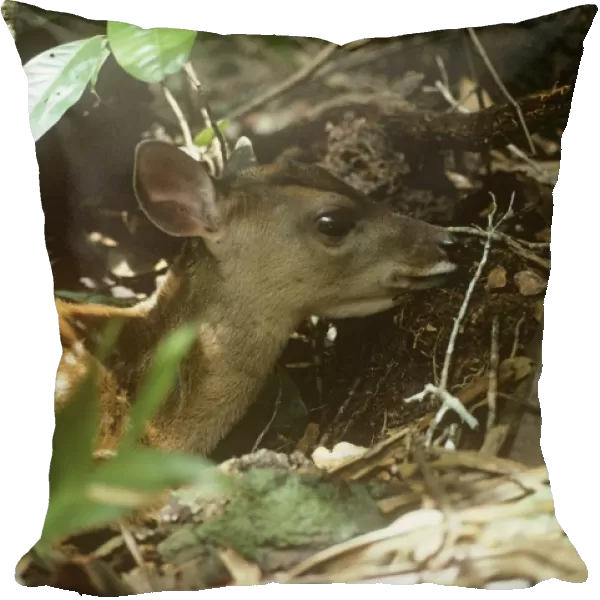 Red Brocket Deer - young showing camouflage markings Amazonas Brazil South America