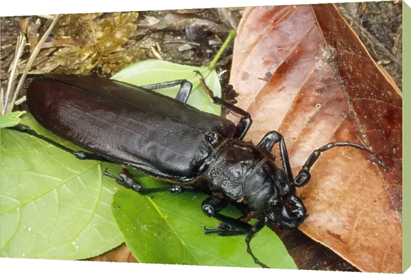 Titan Beetle - largest beetle in the world Amazonia Brazil South America