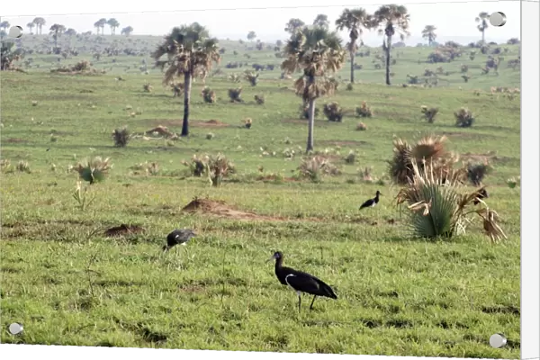 Abdim's Stork - feeding in field - Murchison Falls National Park - Uganda - Africa - On migration February