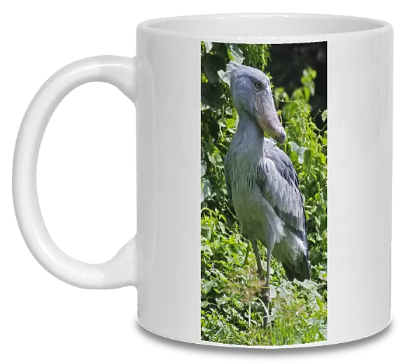 Shoebill - inhabits papyrus swamps, East and Southern Africa