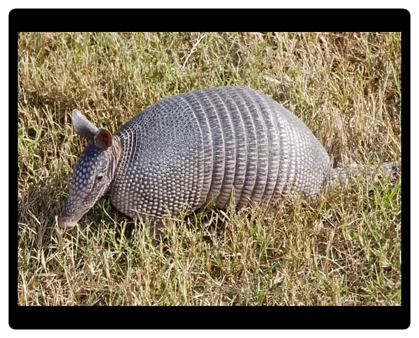 Nine-banded Armadillo - South America, but naturally invaded Southern USA