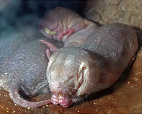 Naked Mole Rats - dry areas, North East Africa