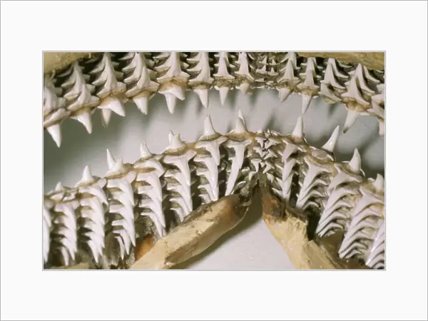 Shark Teeth & Jaws