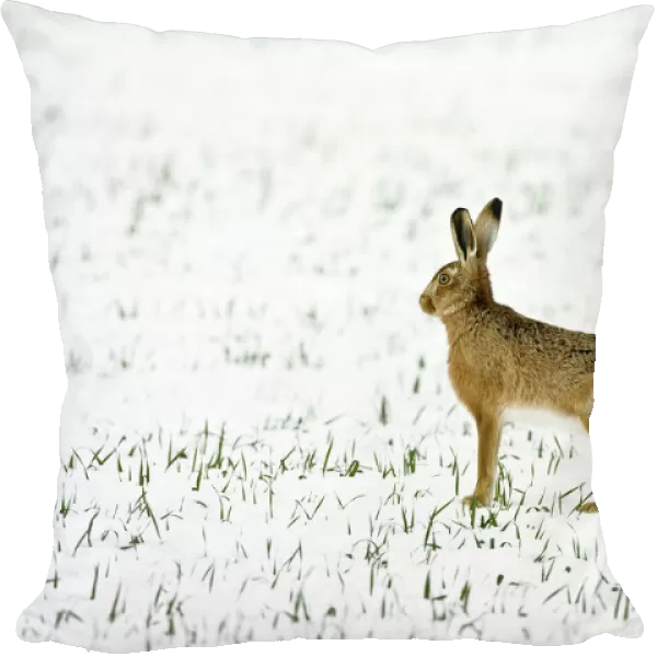 Brown Hare in snow - Oxon - UK - February