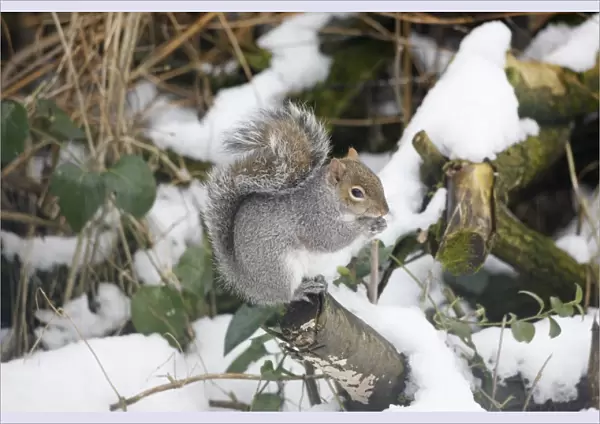 Grey Squirrel - Feeding in snow - Oxon - UK - February