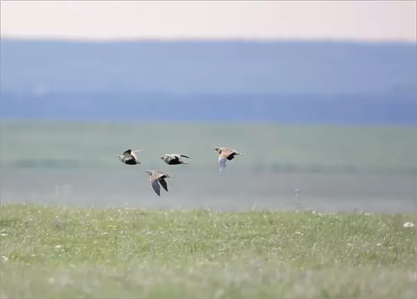 Black-bellied Sandgrouse - in flight - April - Extremadura - Spain