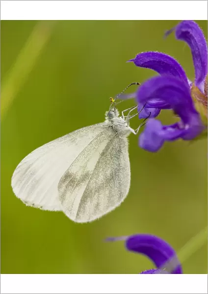Wood White (Leptidea sinapis) on Meadow Clary, France
