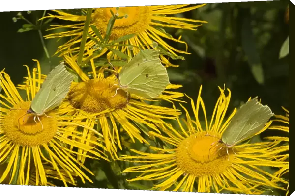 Brimstone Butterflies (Gonepteryx rhamni) on flower (Telekia speciosa)