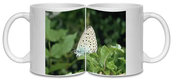 Large Blue Butterfly Pyrenees