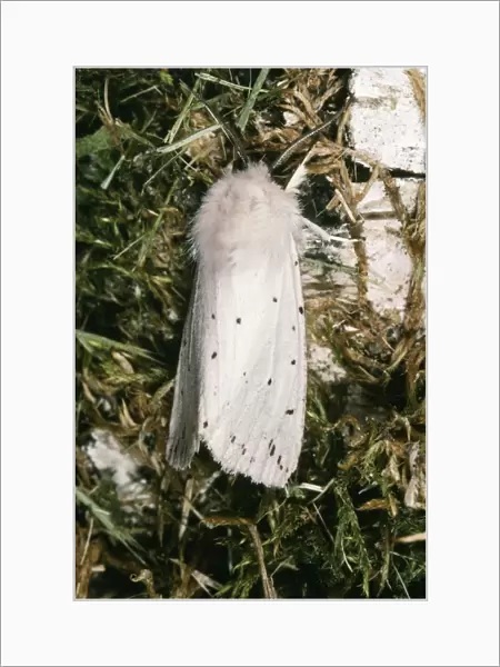 White Ermine Moth ROG 9564 Spilosoma lubricipeda © Bob Gibbons  /  ARDEA LONDON