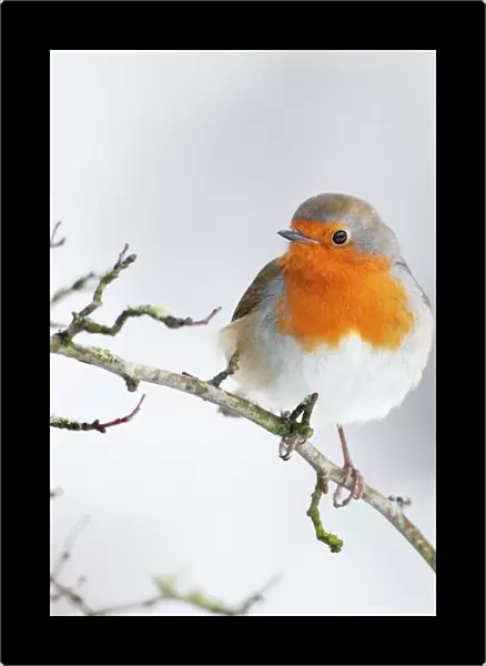 European Robin in snow - Close-up showing red breast feathers and snow falling - North Yorkshire - UK