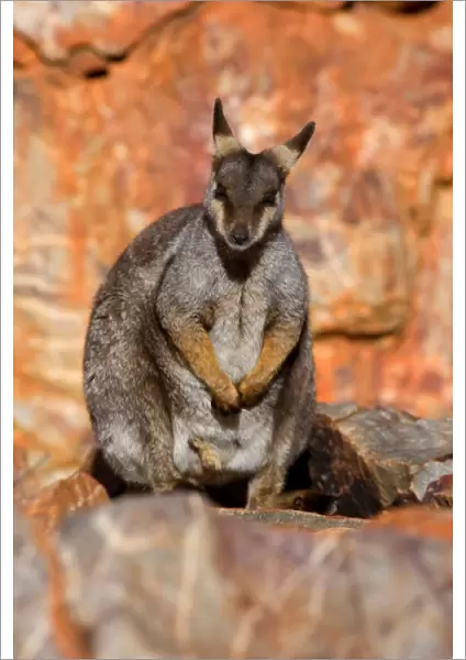Black-footed Rock-wallaby - resting on top of steep cliff - West Macdonnell Range National Park, Northern Territory, Australia