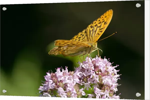Silver-Washed Fritillary - Sitting on a pink flower gathering nectar - Baden-Wuerttemberg, Germany