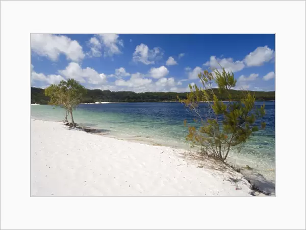 Lake McKenzie - white sand and sparkling blue waters are the main features of this inland, perched lake on Fraser Island. It is the most popular destination for visitors on the world's biggest sand island - Fraser Island World Heritage Site