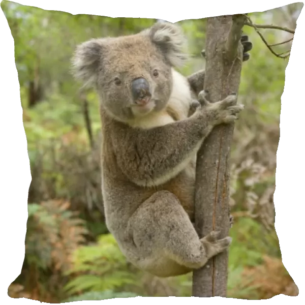 Koala - strong male Koala about to climb a slim tree. Male Koalas mark the ground and tree trunks in their territory with urine and secretions from a chest gland