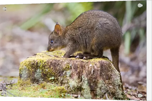 Tasmanian Pademelon - young one sitting on a moss-covered tree stump in lush temperate rainforest - Mount Field National Park, Tasmania, Australia