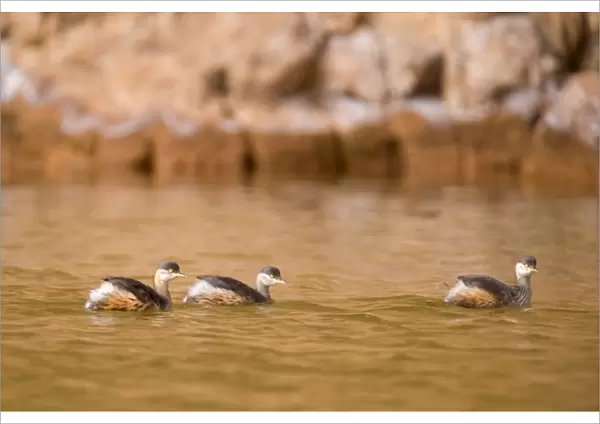 Australasian Grebe - three adults in breeding plumage swim on a permanent waterhole in a gorge in central Australia - Glen Helen Gorge, West MacDonnell National Park, Northern Territory, Australia