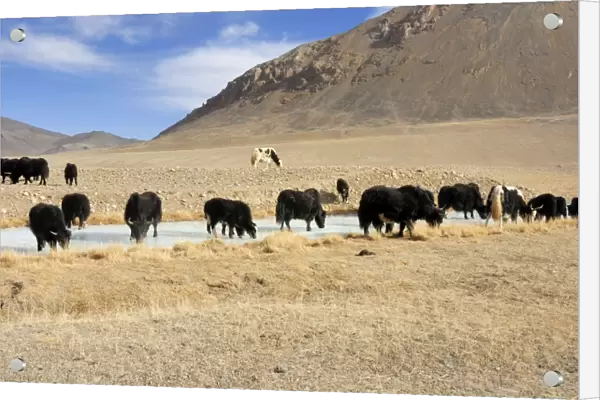 Tajikistan - Herd of Yak in Pamir mountain - Murgab