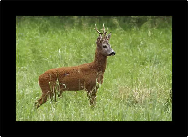 roe deer - buck. Germany