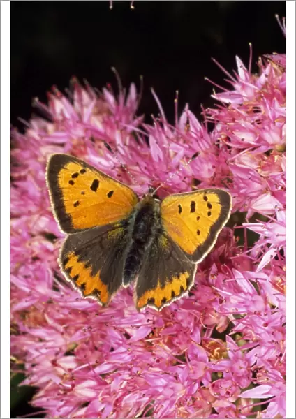 Small Copper Butterfly UK