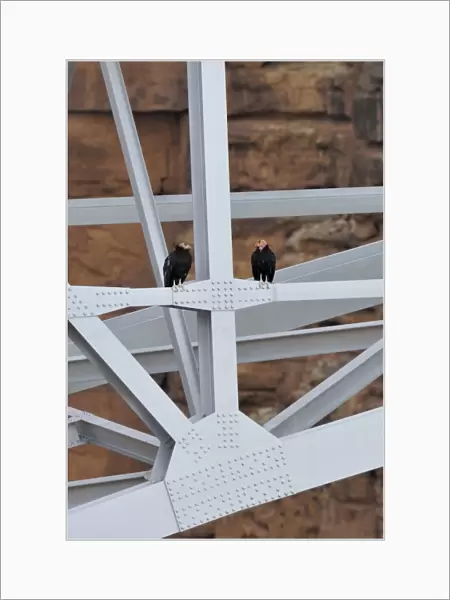 California Condor - sitting on Navajo Bridge across Marble Canyon - (Colorado River) - Grand Canyon National Park - Arizona - USA _C3A0380