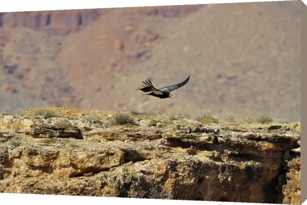 California Condor - with tags - in flight - near Marble Canyon (Colorado River) - Grand Canyon National Park - Arizona - USA _C3A9367