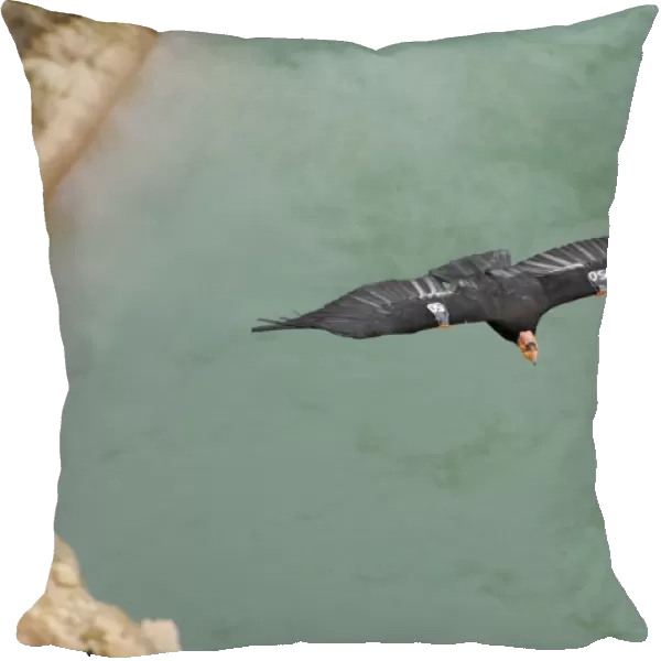 California Condor - with tags - in flight over Colorado River - Grand Canyon National Park - Arizona - USA _CXA2425