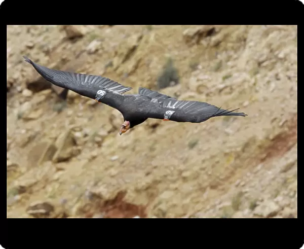 California Condor - with tags - in flight - Marble Canyon - Grand Canyon National Park - Arizona - USA _CXA2507