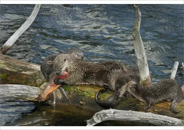 Northern River Otter - mother with young pups feeding on cutthroat trout - (at this stage the pups do not have large enough teeth to kill and eat this trout) - Northern Rockies - Montana - Wyoming - Western USA - Summer _D3A6007