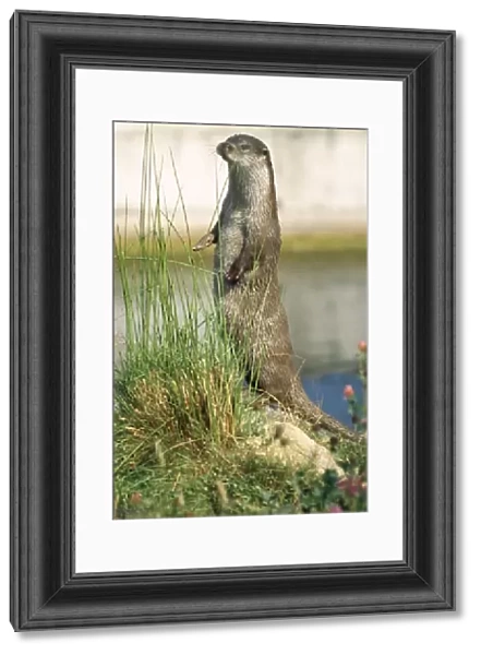 European Otter - standing on hind legs