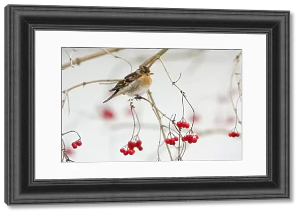 Brambling - male in winter plumage - on branch with berries and snow in background - Lower Saxony, Germany