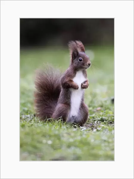 European Red Squirrel - Standing upright, Lower Saxony, Germany