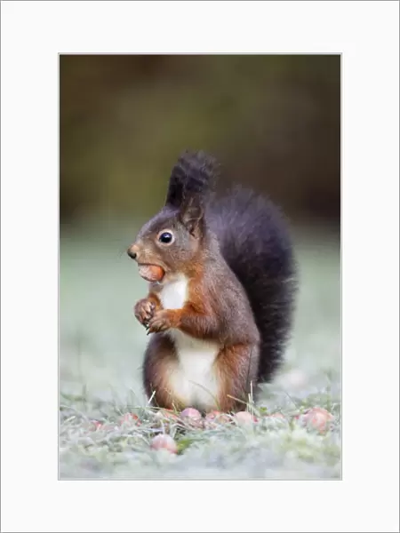European Red Squirrel - with hazelnut in mouth, Lower Saxony, Germany