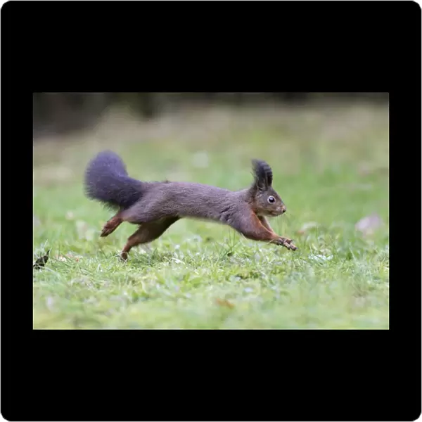 European Red Squirrel - running across garden lawn, Lower Saxony, Germany
