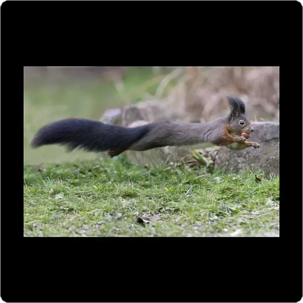 European Red Squirrel - in full flight over garden lawn, Lower Saxony, Germany