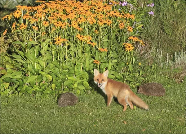 Young Red Fox and Hedgehogs - (Erinaceus europaeus) in autumn garden, Lower Saxony, Germany