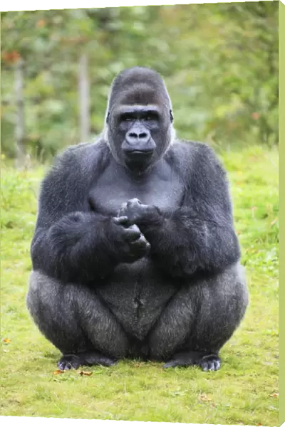 Gorilla - male sitting on haunches, distribution - central Africa, Congo, Zaire, Rwanda