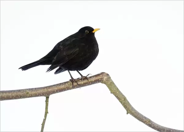 Blackbird - male perched on branch in winter, Lower Saxony, Germany