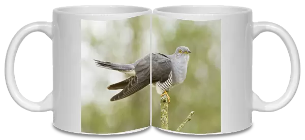 Common Cuckoo - Adult male display - Overijssel - De Wieden - The Netherlands