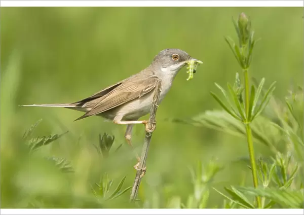 Common Whitethroat - Male with prey in beak