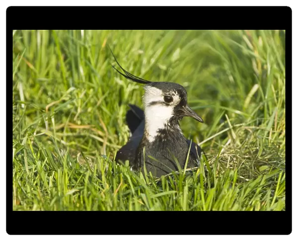 Northern Lapwing - Male on nest - The Netherlands - Overijssel