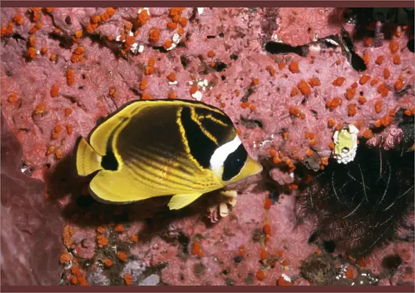 Racoon Butterfly Fish Great Barrier Reef