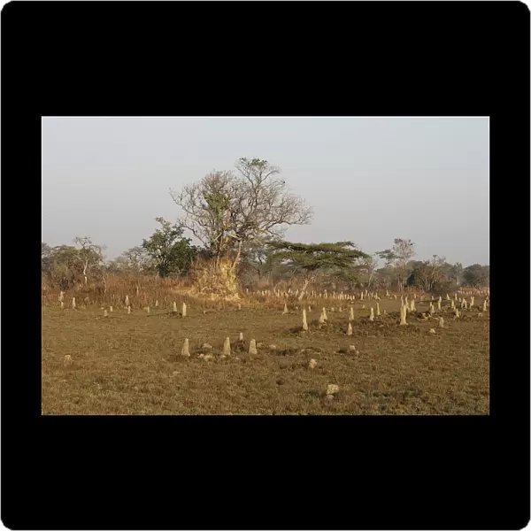 Termite Mounds - Zambia